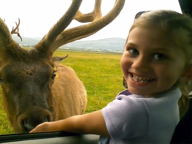 excited little girl encountering a elk up close.